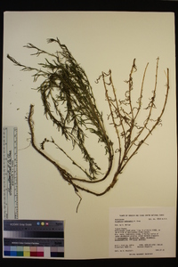 Artemisia rothrockii image